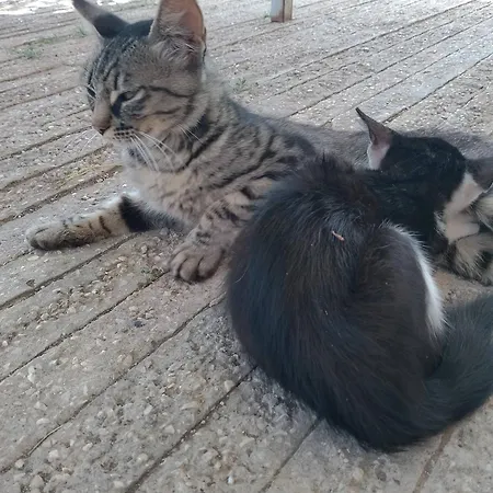 Minicasa Nella Fattoria Casa vacanze