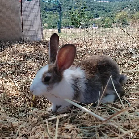 Casa vacanze Minicasa Nella Fattoria Atessa